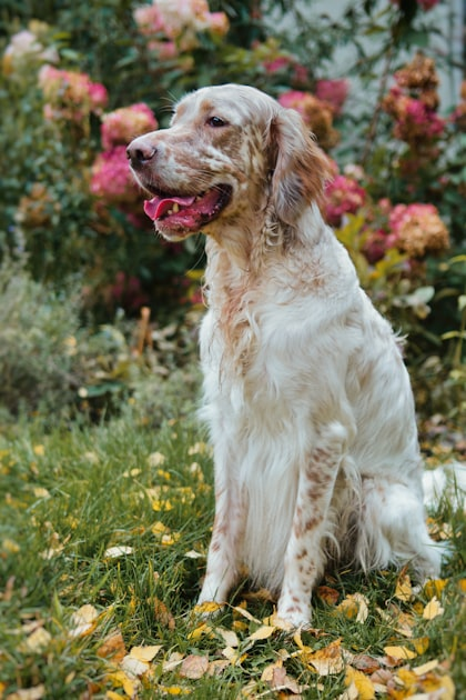 Health Tips for Irish Setter Puppies