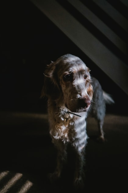 The Joy of Puppy Adventures